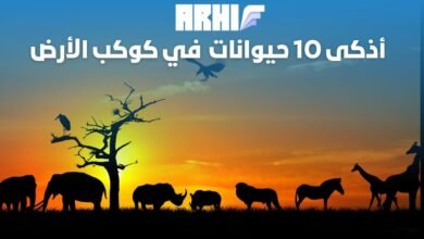 أذكى 10 حيوانات على الإطلاق في كوكب الأرض